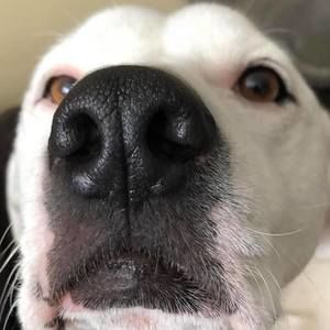 Meet your Posher, Noah